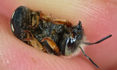 Anthidium punctatum