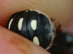 Anthidium punctatum