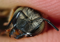 Anthidium punctatum