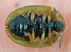 Cassida stigmatica