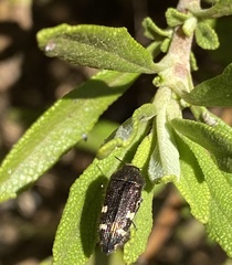 Acmaeodera prorsa