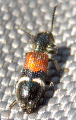 Tilloidea unifasciata