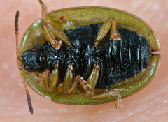 Cassida stigmatica