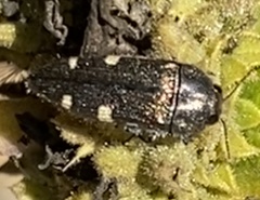 Acmaeodera prorsa