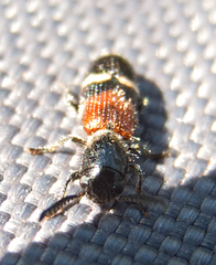 Tilloidea unifasciata