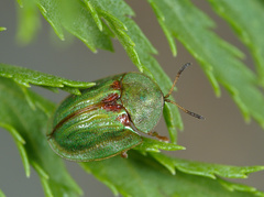 Cassida stigmatica