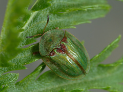 Cassida stigmatica