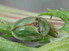 Cassida stigmatica