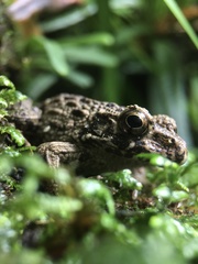 Glandirana rugosa