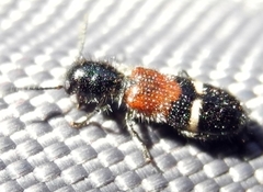 Tilloidea unifasciata