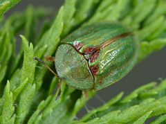 Cassida stigmatica