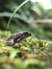 Fejervarya kawamurai