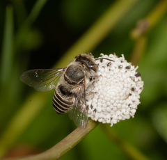 Megachile concinna