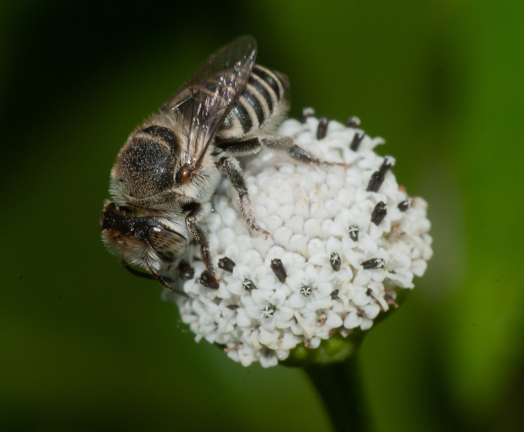 Megachile concinna