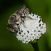 Megachile concinna - Photo (c) Wayne Fidler,  זכויות יוצרים חלקיות (CC BY-NC), הועלה על ידי Wayne Fidler