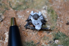 Theloderma baibungense