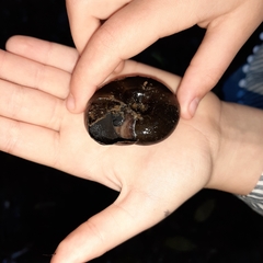 Powelliphanta traversi