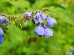 Symphytum caucasicum