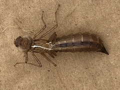 Anax longipes