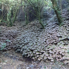 Powelliphanta traversi