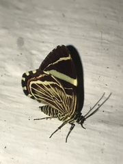 Erateina siliquata