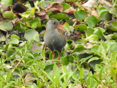 Rallus semiplumbeus