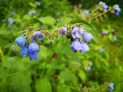 Symphytum caucasicum