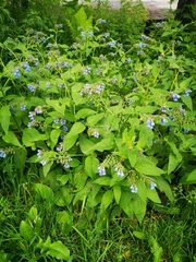 Symphytum caucasicum