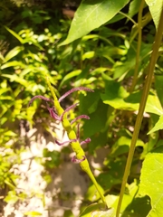 Tripsacum dactyloides