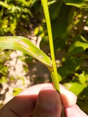 Tripsacum dactyloides