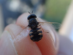 Odontomyia pubescens