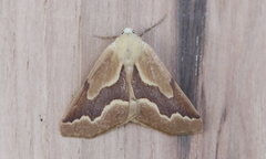 Sabulodes edwardsata