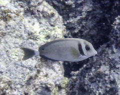 Acanthurus leucopareius