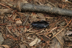 Periplaneta japonica