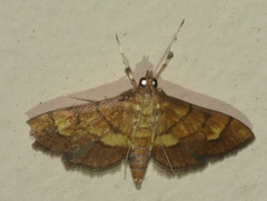 Orphanostigma abruptalis