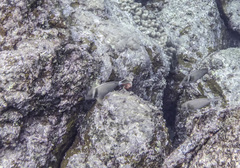 Acanthurus leucopareius