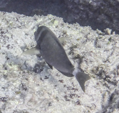 Acanthurus leucopareius