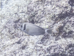 Acanthurus leucopareius