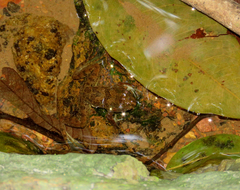 Skipper Frog photo 4