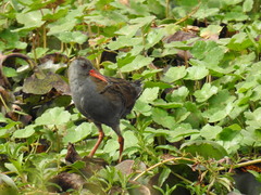 Rallus semiplumbeus