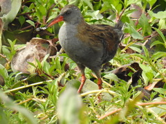Rallus semiplumbeus