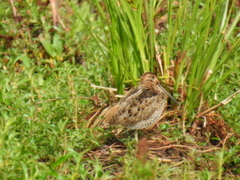 Gallinago nobilis