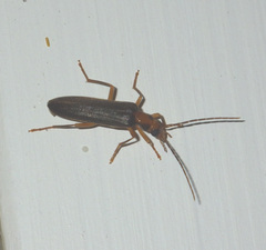 Nacerdes carniolica