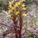 Red-tipped Lousewort - Photo (c) Don Sutherland, some rights reserved (CC BY-NC), uploaded by Don Sutherland