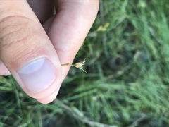 Scleria verticillata