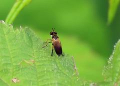 Eudioctria sackeni