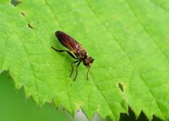 Eudioctria sackeni