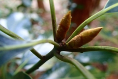 Neolitsea sericea