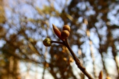 Lindera umbellata
