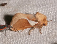 Prolimacodes trigona